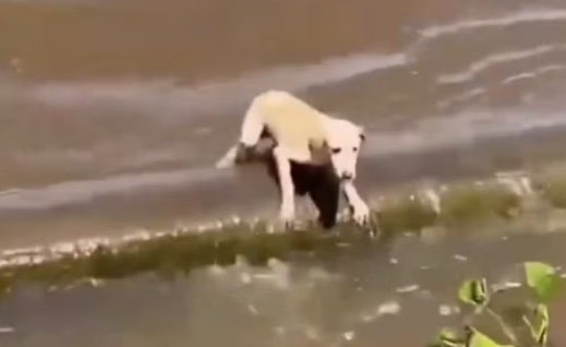 Cadela é resgatada após ser encontrada à deriva no Rio Amazonas; vídeo