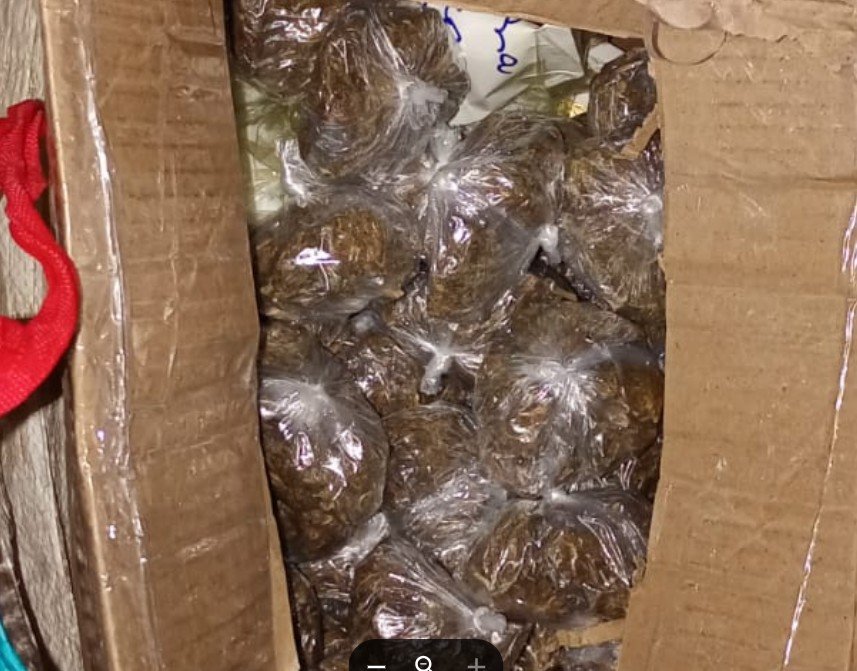 Cão farejador ajuda a apreender 20 tabletes de drogas em lancha no Amazonas