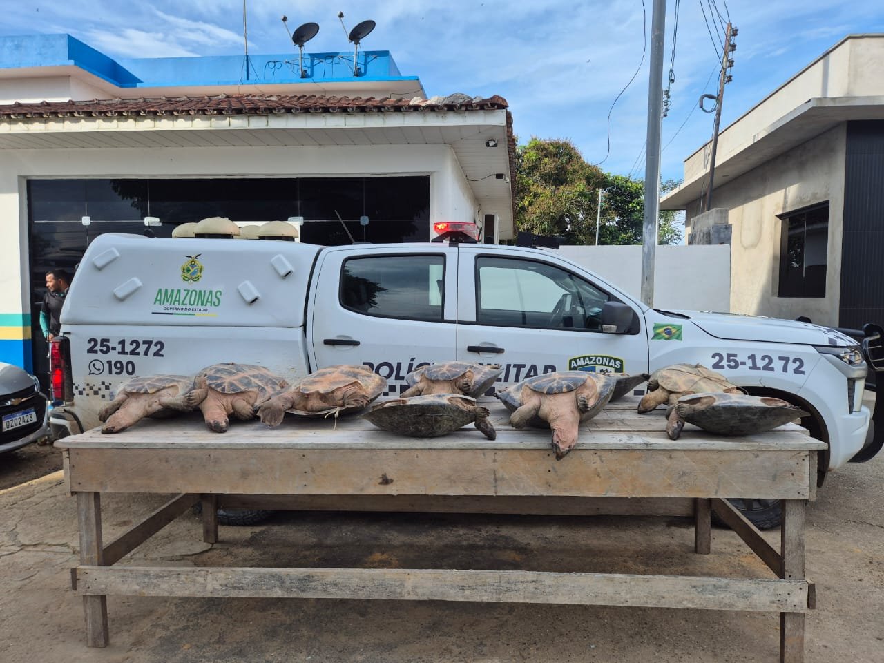 Operação da SSP apreende 2,2 kg de drogas e quelônios em municípios do Amazonas