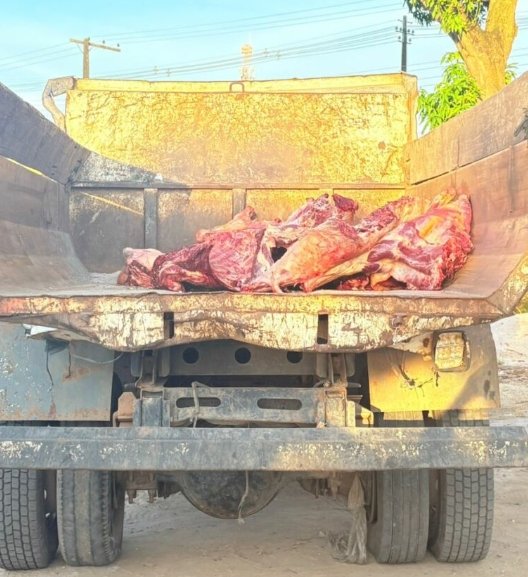 Três toneladas de carne transportada em caçamba de caminhão é apreendida em Nhamundá