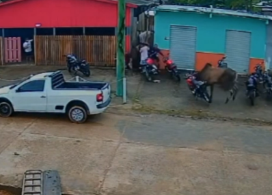 Boi solto provoca correria e derruba motocicleta no interior do Amazonas; vídeo