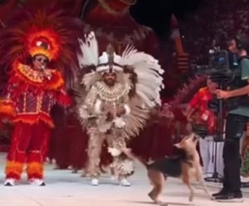 Cachorro caramelo "invade" Bumbódromo durante apresentação do Boi Garantido; vídeo