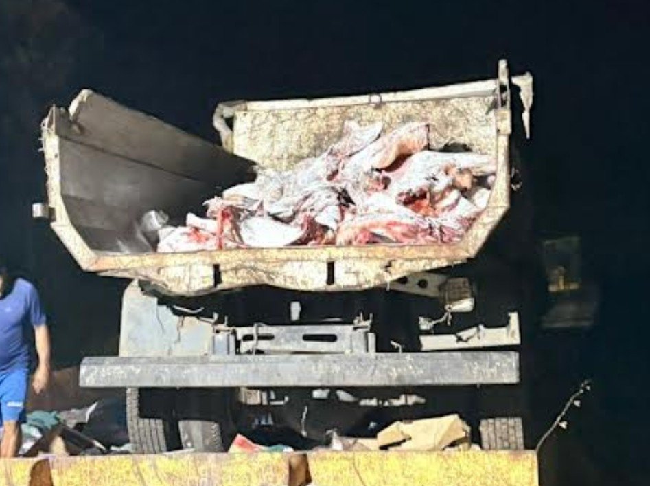Toneladas de carne estragada que iam para o comércio são apreendidas no Amazonas
