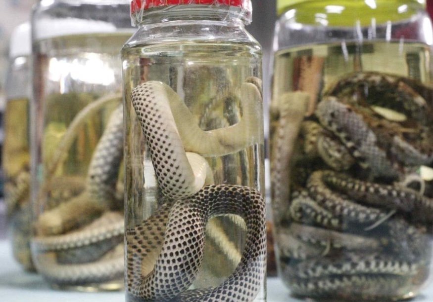 Cobras e escorpiões invadem casas no Amazonas e acidentes passam de mil
