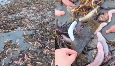 Fenômeno raro cobre praias com milhares de 'peixes-pênis'