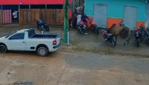 Boi solto provoca correria e derruba motocicleta no interior do Amazonas; vídeo