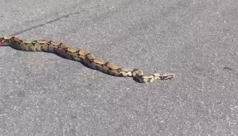 Cobra de dois metros é salva de atropelamento em avenida e solta na mata da Ufam