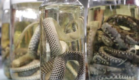 Cobras e escorpiões invadem casas no Amazonas e acidentes passam de mil