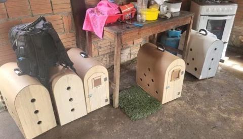 Grupo é preso sob suspeita de participar de rinha de galos em Maués; 15 aves são resgatadas