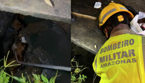 Bombeiros resgatam cães que caíram em bueiro após briga no Tancredo Neves