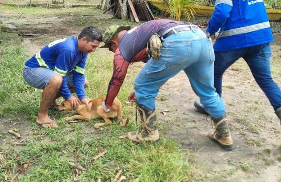 Equipes percorrem comunidades ribeirinhas para vacinar cães e gatos contra a raiva