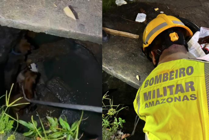 Bombeiros resgatam cães que caíram em bueiro após briga no Tancredo Neves