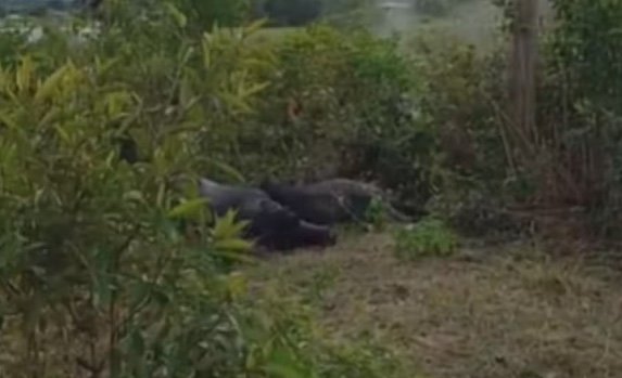 Cinco búfalos morrem eletrocutados após falha na rede elétrica em Nhamundá