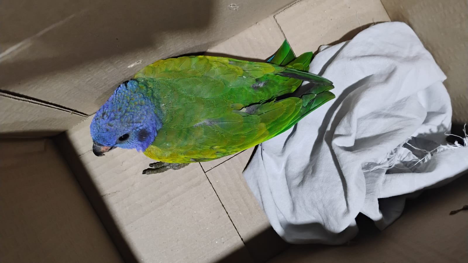 Ave caída em quintal e jararaca em refinaria são resgatadas em Manaus