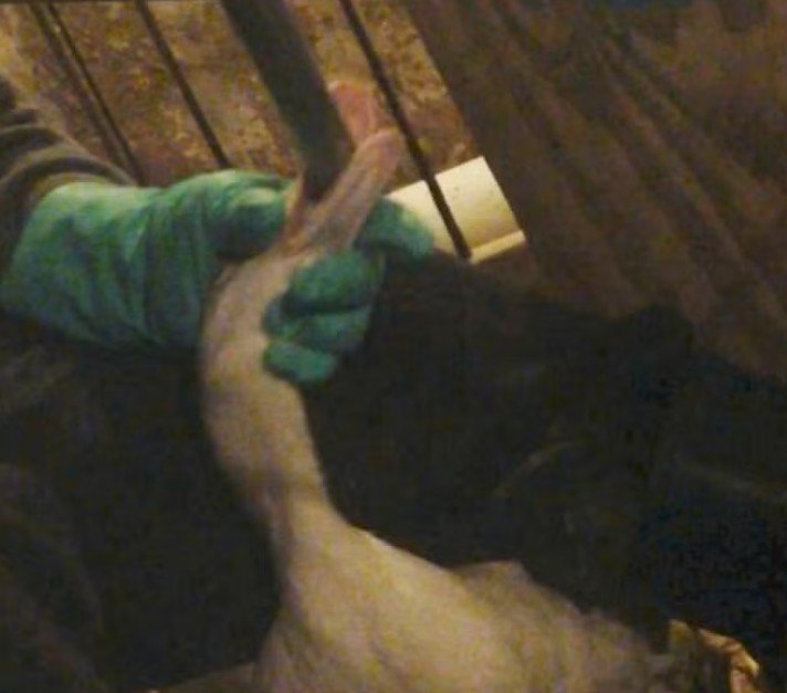 Brasil bane foie gras e classifica técnica como maus-tratos aos animais