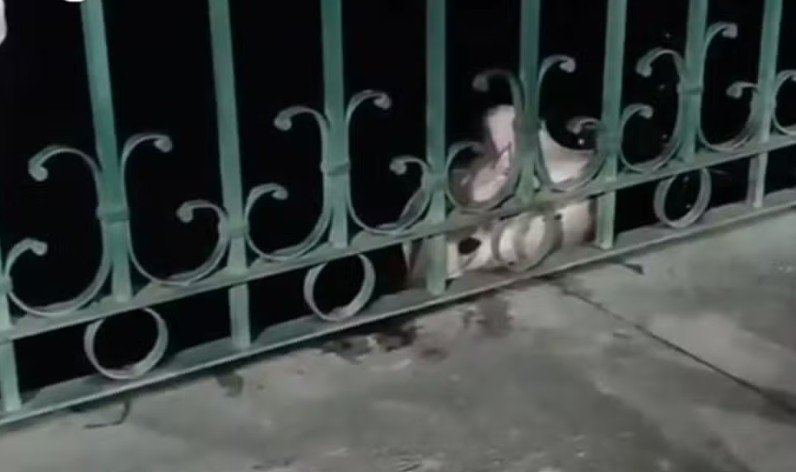 Moradores fisgam arraia durante pescaria na orla do São Raimundo em Manaus