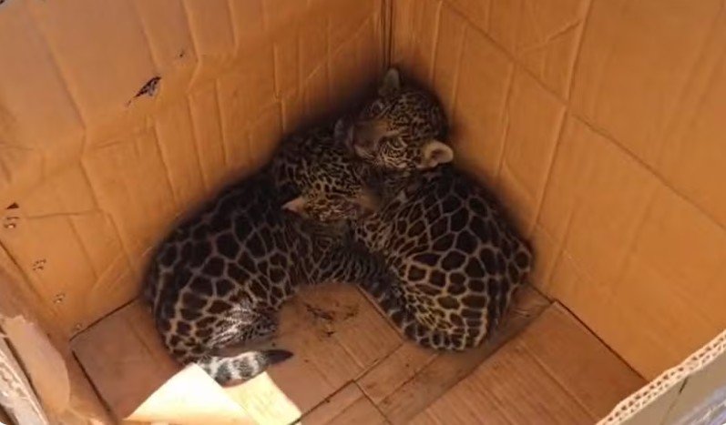 Dois filhotes de onça são resgatados em área de mata no interior do Amazonas