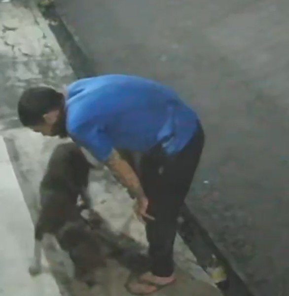 Vídeo mostra pitbull atacando gato até a morte na frente do tutor na Cidade Nova