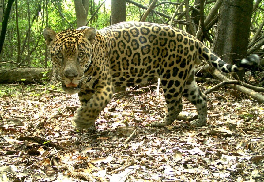 Estudo revela redução drástica de fêmeas de onça-pintada na várzea do Amazonas