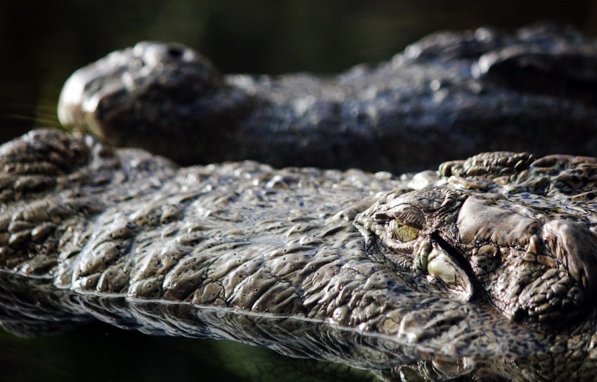 Menino de 3 anos é atacado por crocodilos após ser empurrado por homem em zoológico