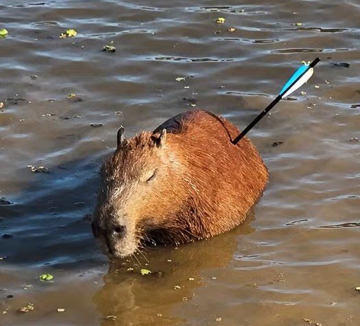 Caça ilegal: Capivara é encontrada agonizando com flecha no corpo em São Paulo