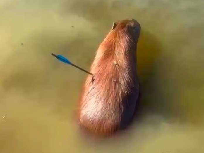 Capivara encontrada com flecha atravessada no corpo morre em São Paulo