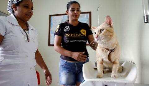 Manaus abre agendamento para castração gratuita de cães e gatos nesta quarta-feira