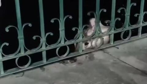 Moradores fisgam arraia durante pescaria na orla do São Raimundo em Manaus