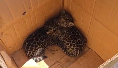 Dois filhotes de onça são resgatados em área de mata no interior do Amazonas
