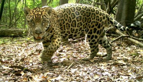 Estudo revela redução drástica de fêmeas de onça-pintada na várzea do Amazonas