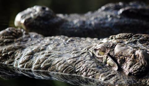 Menino de 3 anos é atacado por crocodilos após ser empurrado por homem em zoológico