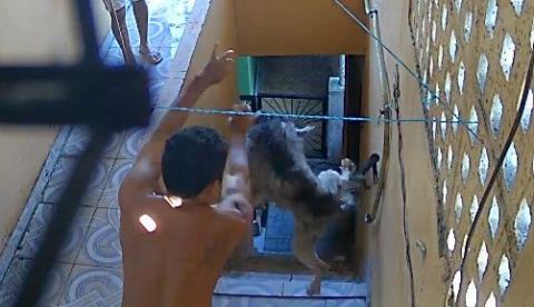 Homem é preso ao ser filmado arremessando cachorro de escada em Manaus