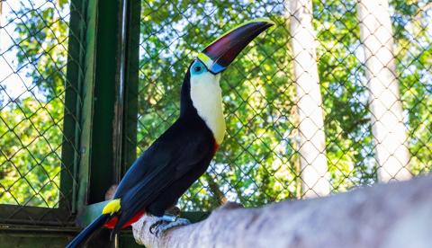 Aves resgatadas voltam à natureza após reabilitação em área autorizada pelo Ibama