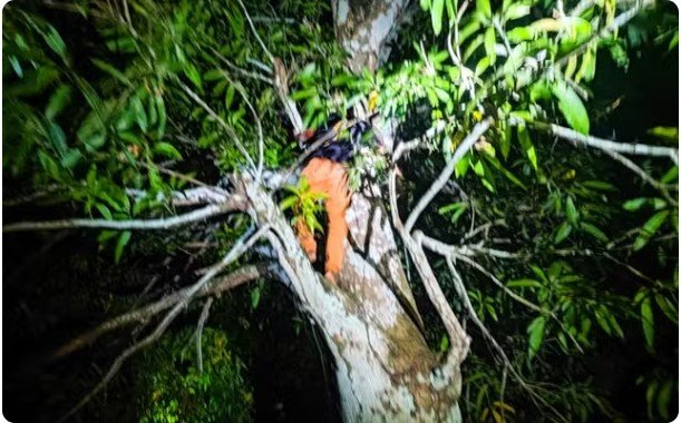 Suspeito de assalto escala árvore para escapar da PM e acaba preso no Amazonas