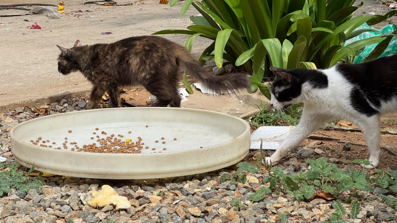 Missão humanitária do Amazonas resgata 16 animais confinados após terremoto na Venezuela