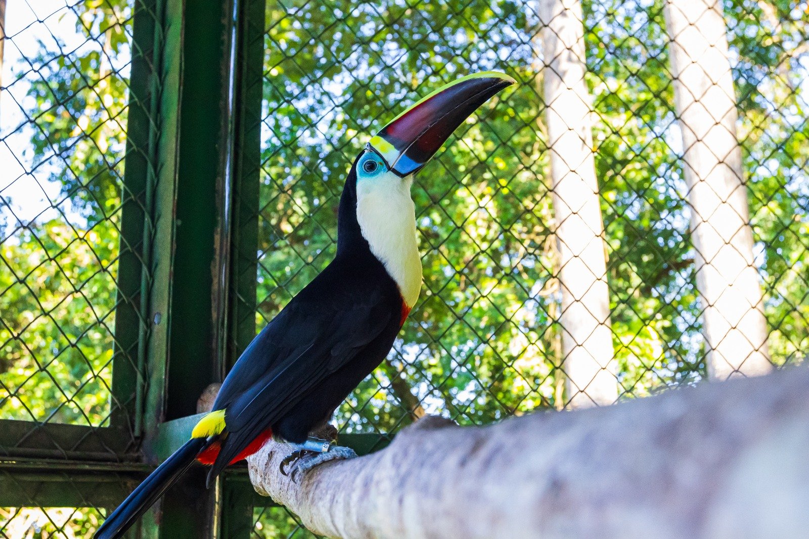 Aves resgatadas voltam à natureza após reabilitação em área autorizada pelo Ibama