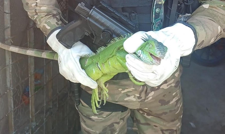 Iguana e ave com asas cortadas são salvas por patrulha ambiental em Manaus