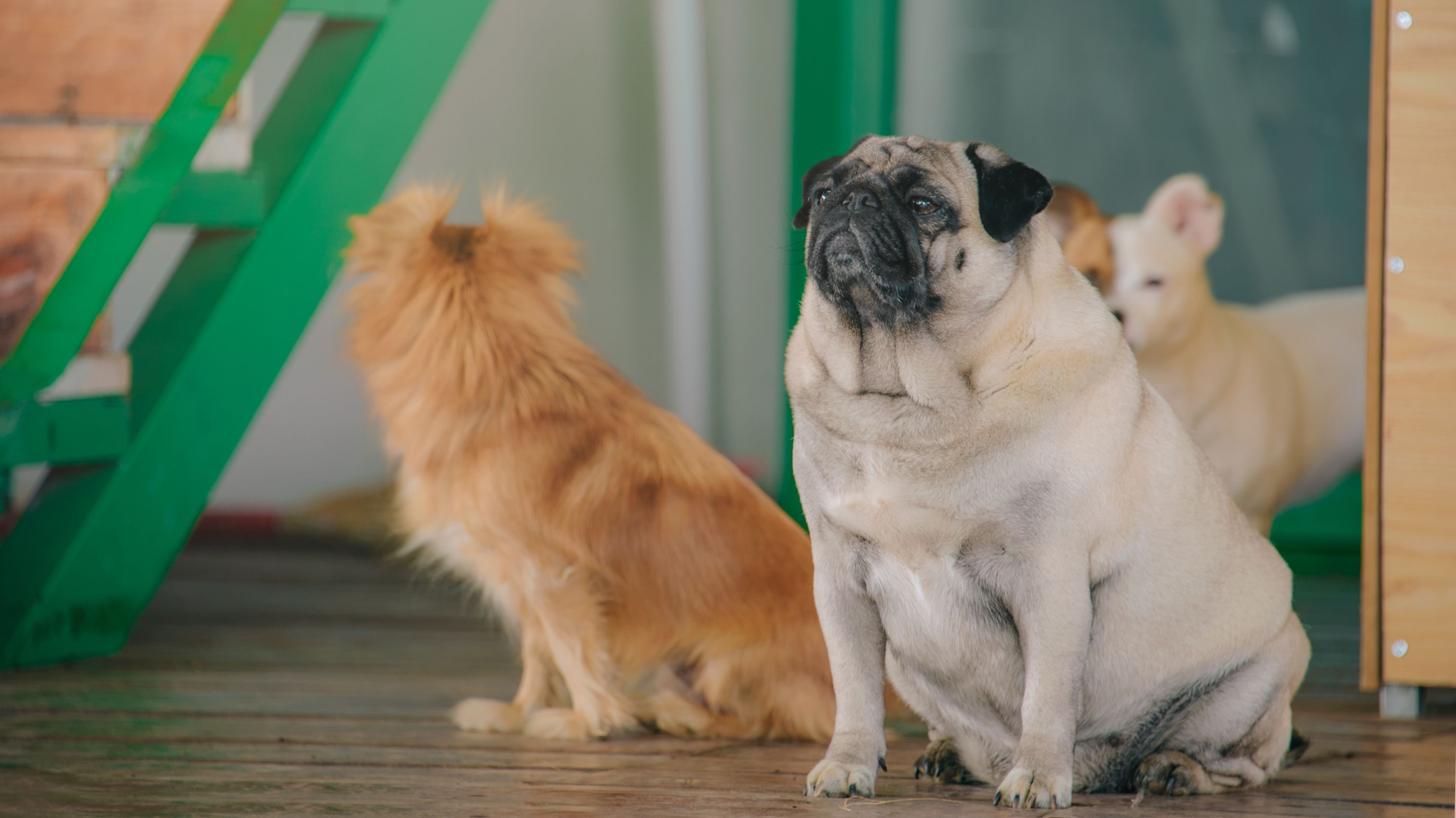 Obesidade pode comprometer a saúde de cães e gatos, alerta especialista