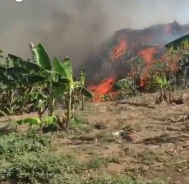 Incêndio se espalha além de lixão e destrói plantação de bananeiras em Manacapuru