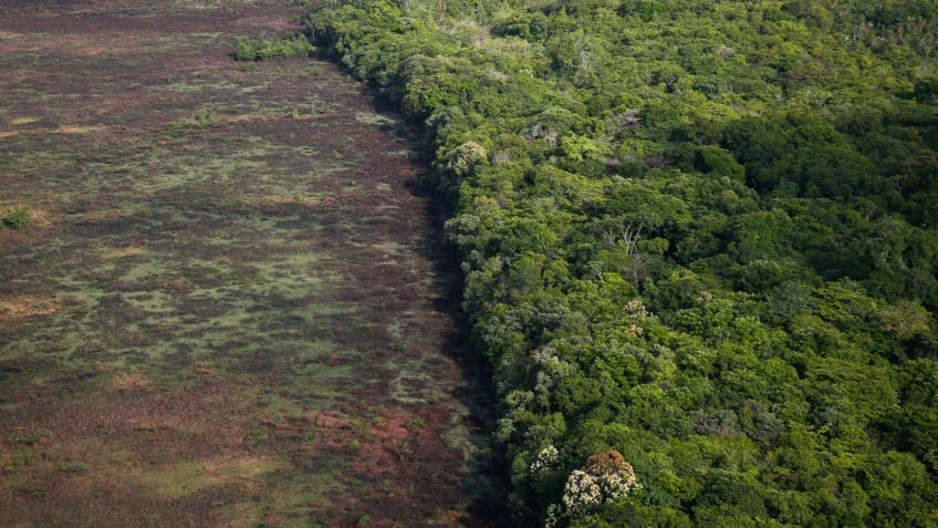 Pará lidera desmatamento na Amazônia com quase mil km² de alertas