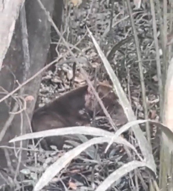 Deixado para morrer: pitbull debilitado é resgatado no interior do Amazonas