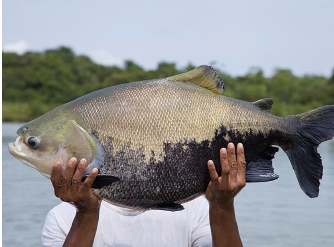 Tambaqui na lista de espécies ameaçadas põe pesca em risco no Amazonas