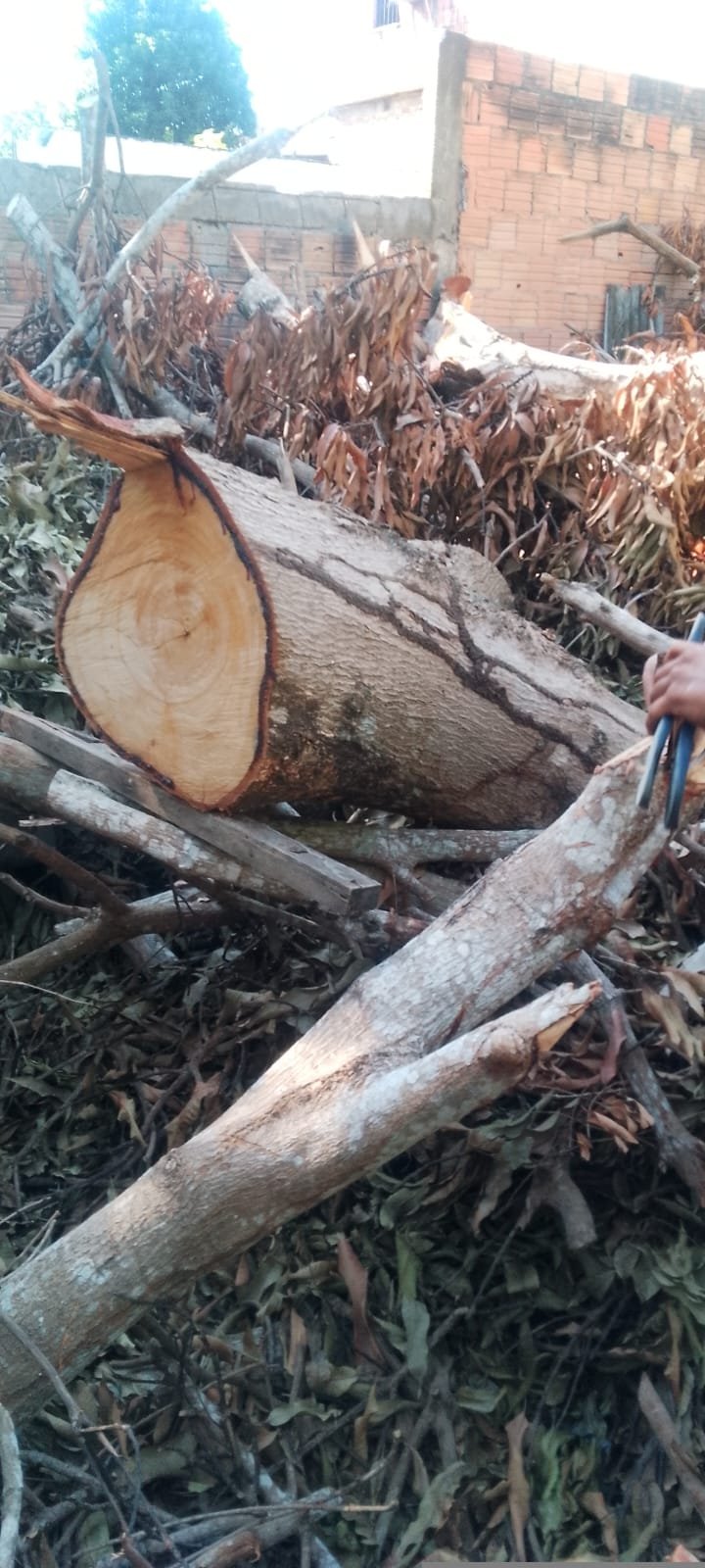 Idoso morre após ser atingido por tronco de árvore no Grande Vitória