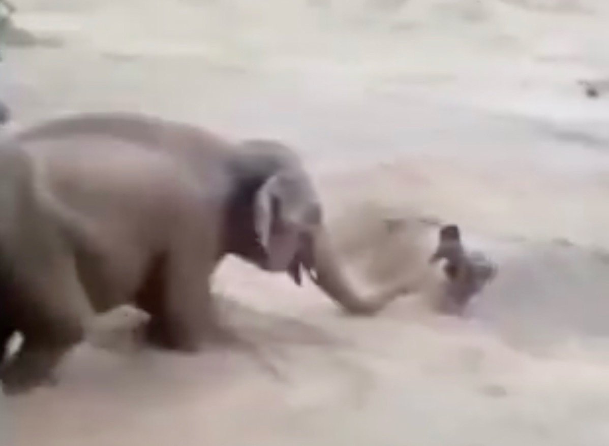 FAKE: Vídeo de elefante "guiando" homem em enchente viraliza como se fosse do Nepal