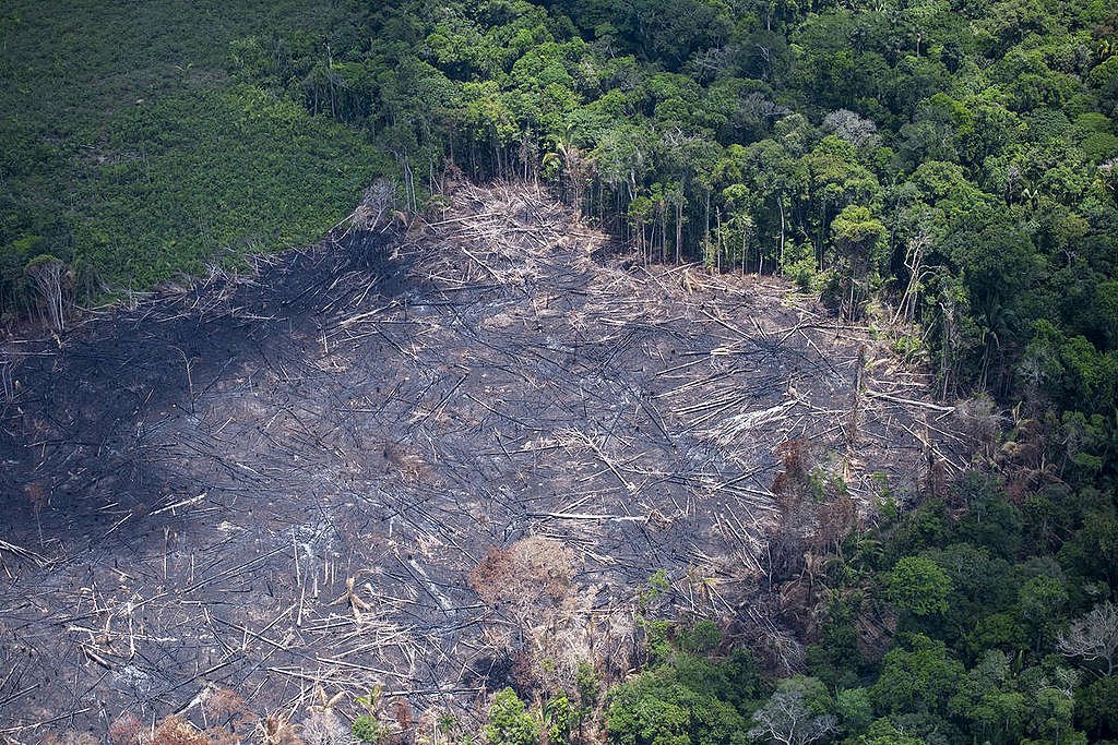 Maranhão lidera alta de desmatamento no Cerrado, mostra Inpe