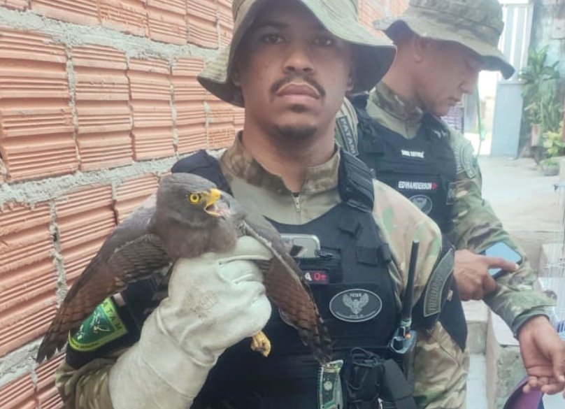 Gavião ferido é salvo de quintal e homem foragido é preso em feira em Manaus