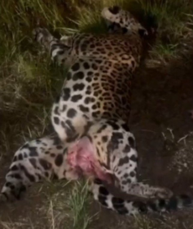 Onça-pintada é encontrada morta às margens da BR-319
