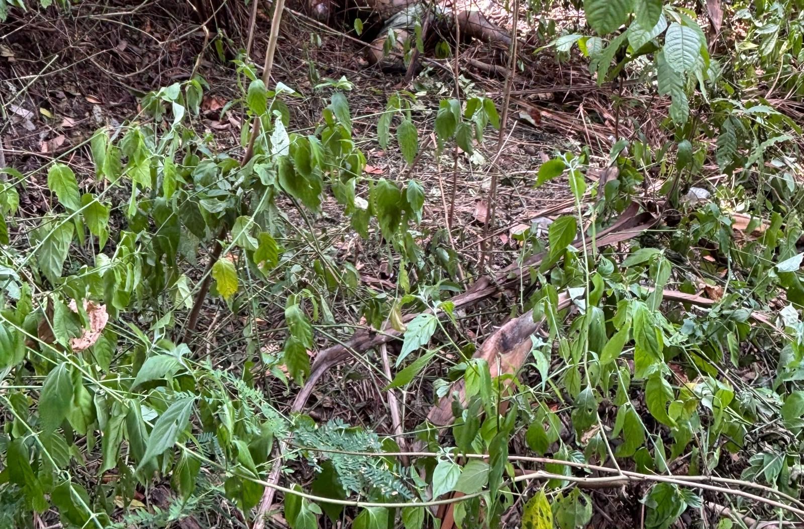 Moradora sente forte odor e encontra corpo em área de mata em Manaus