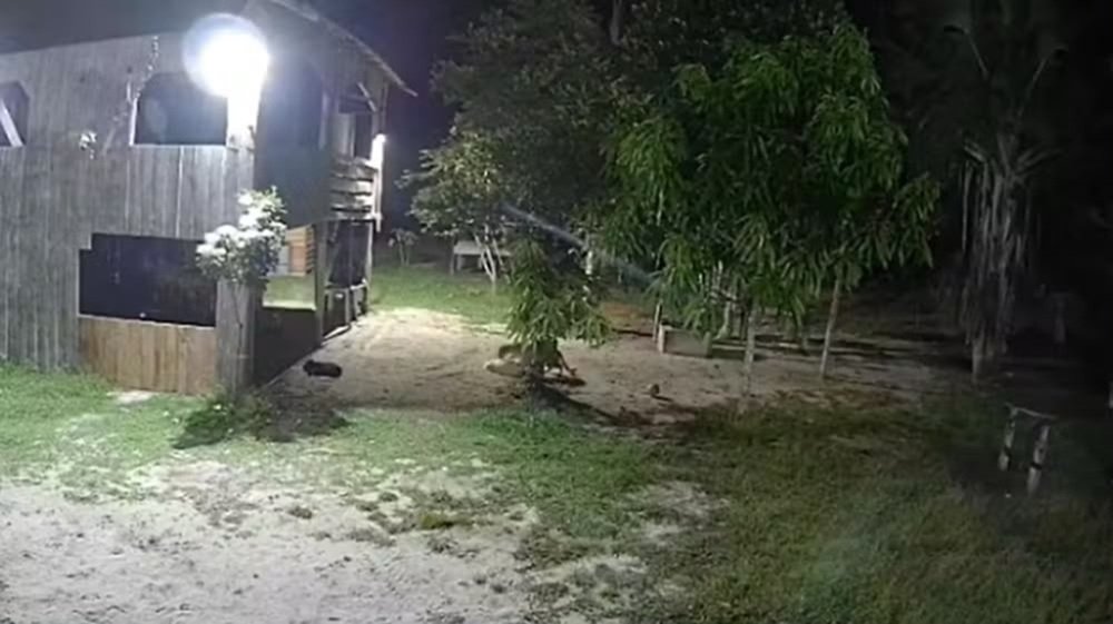 Onça é flagrada tentando atacar cachorro em sítio no Rio Preto da Eva