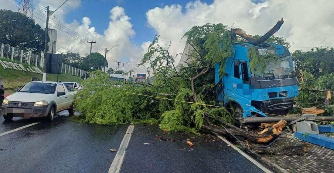 Rastro de destruição sem feridos: caminhão derruba árvore e parada na BR-101
